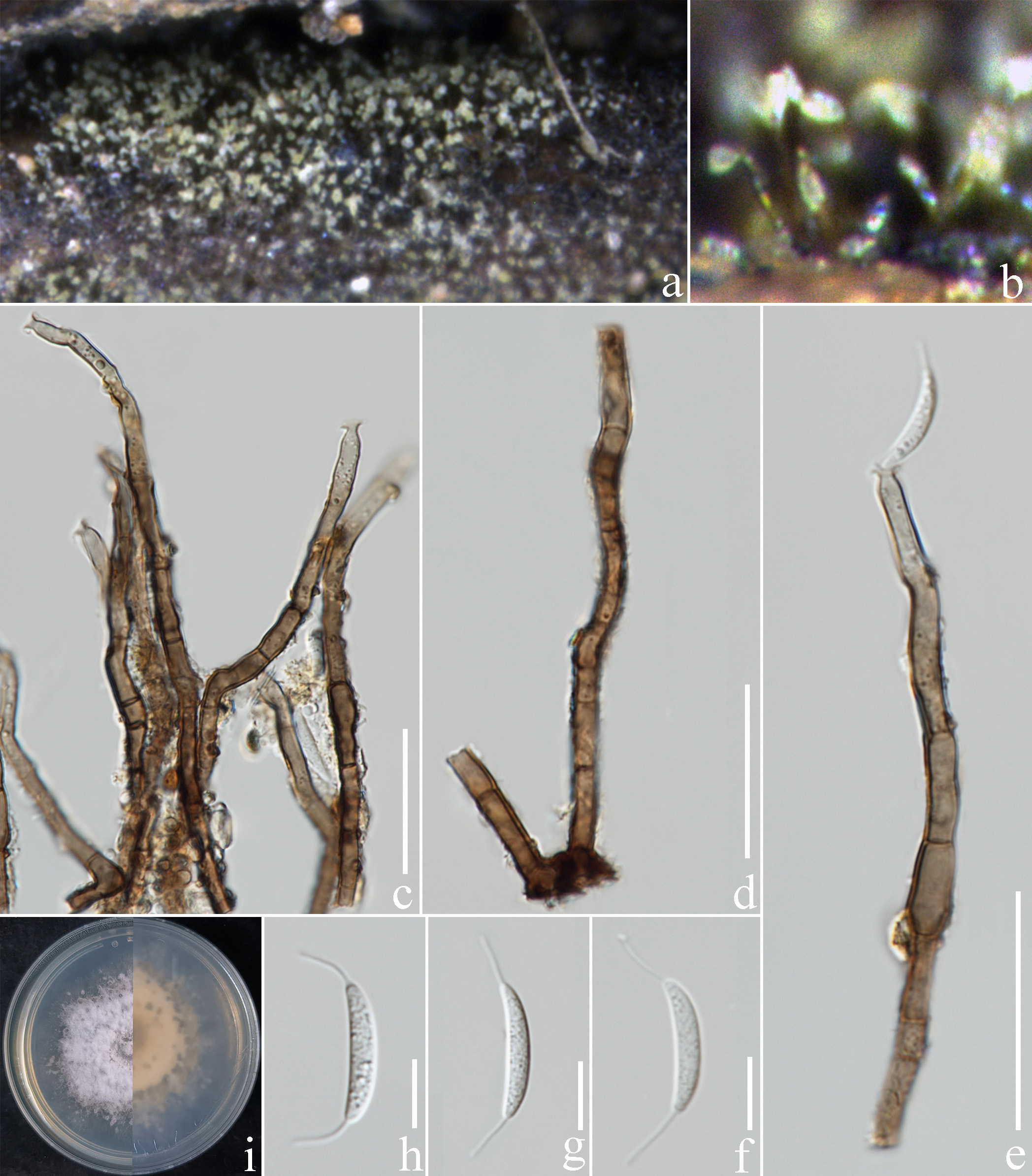 Figure 68